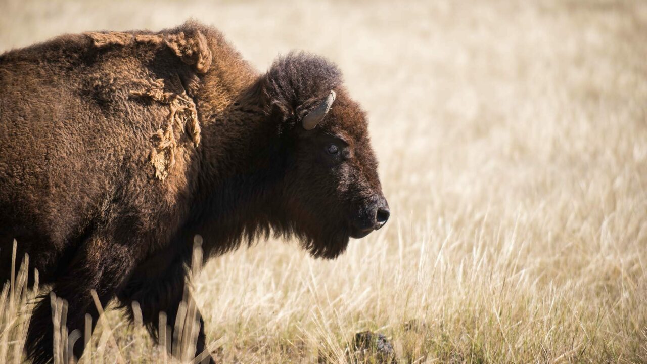 Visit the Durham Bison Ranch in Gillette, Wyoming