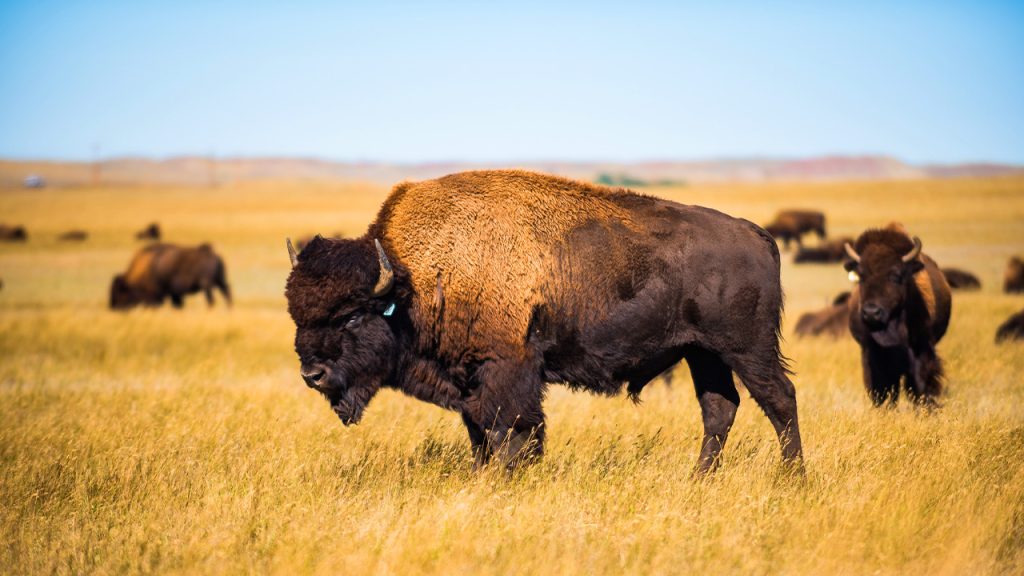 A majestic bison strides across Durham Bison Ranch, Wyoming, a top thing to do for wildlife enthusiasts and nature photographers.