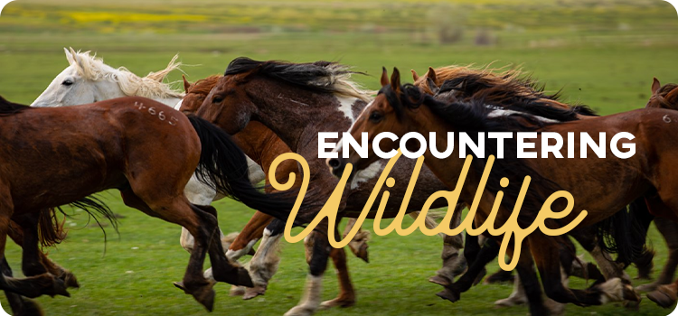 The words "Encountering Wildlife" laid over an image of a group of running horses.