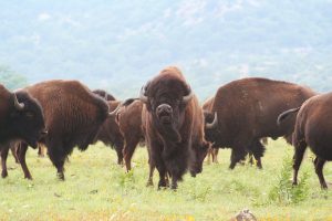 Close-up of a bison in Gillette, Wyoming.