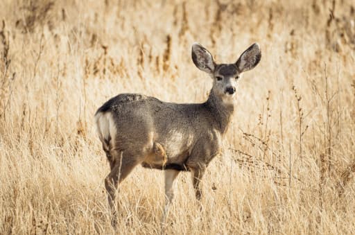 Close-up of a mule deer in Gillette, Wyoming.