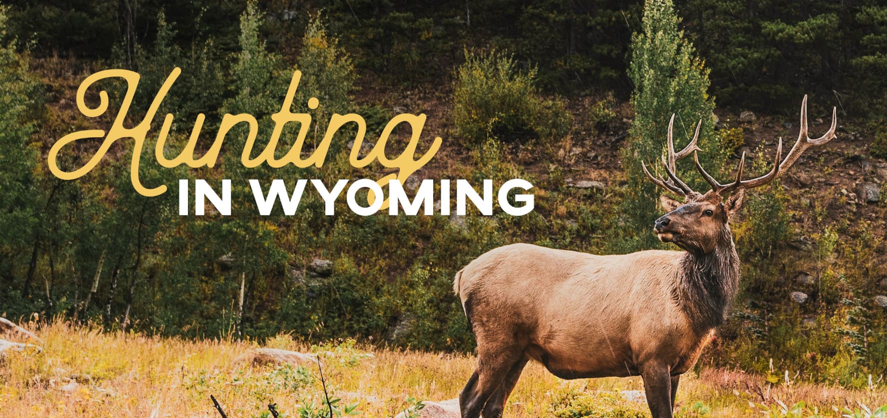 The words Hunting in Wyoming over an image of a moose standing in a field and a forest of trees in the background.