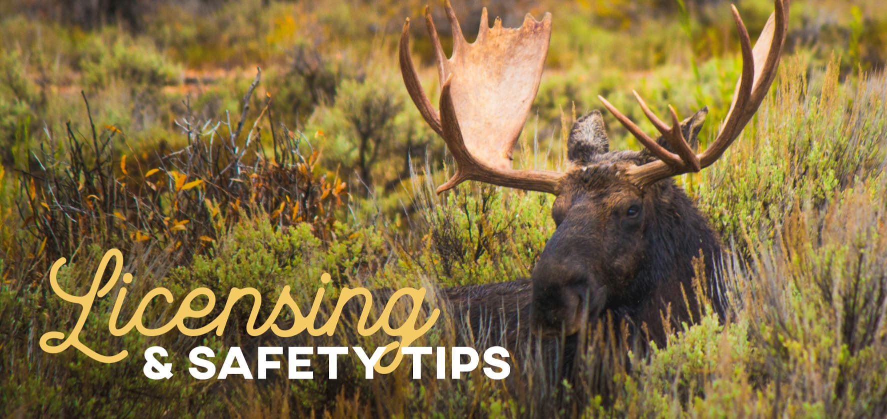 The words Licensing & Safety Tips over a close-up image of a moose standing in tall grass.