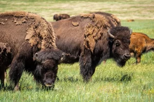 Durham Bison Ranch